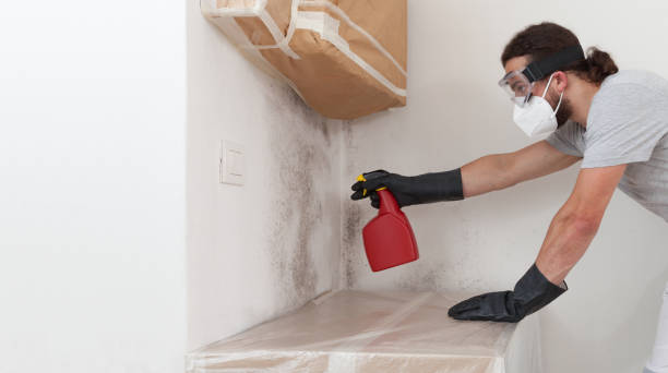Professional Mold Cleanup technician working in Oak Park, IL